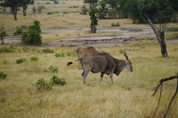 african wildlife, eland antelopes