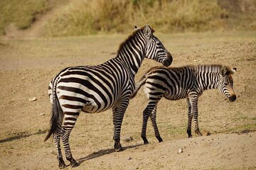 Fototapeta na wymiar african wildlife, zebras on shore