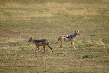 african wildlife, black-backed jackal, offspring, grass