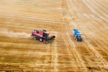 Combine harvesters gather wheat growing in farm field aerial view. Reaping machines operate with cereal crop while tractor stands aside