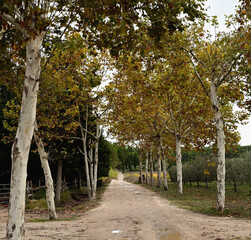 Sycamore Trees along the Road at the Olive Tree Farm in Provence