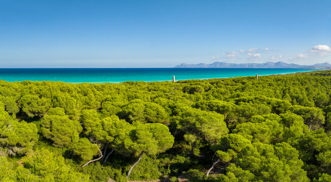 Alcudia Playa de Muro Majorca Mallorca Spain