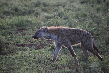 Naklejka na ściany i meble Hyena on a stroll