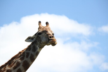 Obraz premium Giraffe