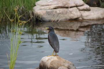 Rufous-bellied Heron