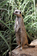 Portrait of a standing suricate on the stone