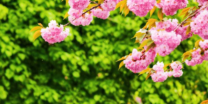 branch of blossoming sakura. japanese floral background