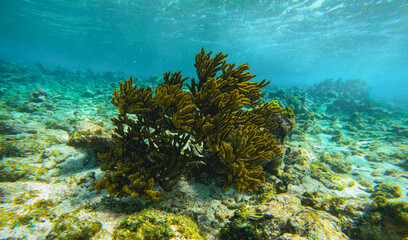Naklejka na ściany i meble Une algue de récif dans une barrière de corail. 