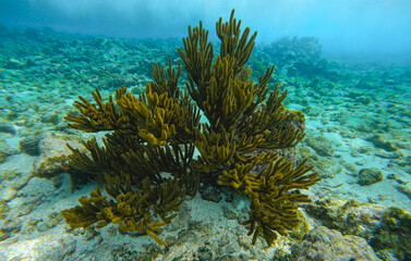 Fototapeta na wymiar Gros plan sur une algue dans un récif.