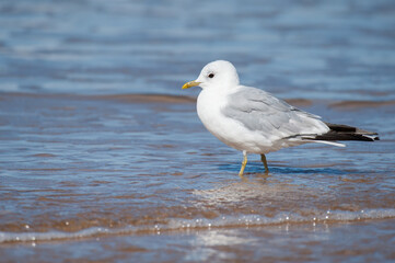 A common gull standing on the beach