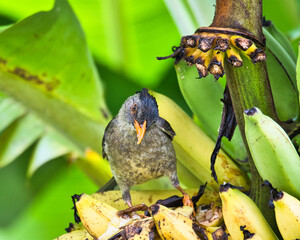Closeup of Seychelles bulbul endemic bird eating yellow banana in garden