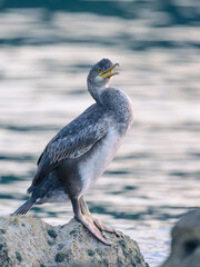 An immature common shag sitting on a rock near the sea