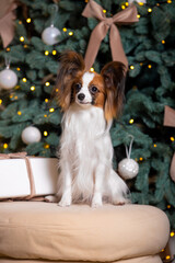 Papillon in a New Year's location