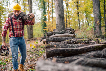 A hardworking Caucasian lumberjack with a safety helmet on, measuring and stacking the chopped wood...