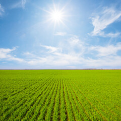 Fototapeta na wymiar gren rural field at the bright sunny day, spring agricultural scene
