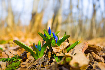 closeup heap of blue snowdrop flowers in forest, beautiful natural spring scene
