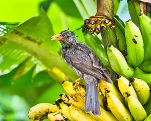 Closeup of Seychelles bulbul endemic bird eating yellow banana in garden