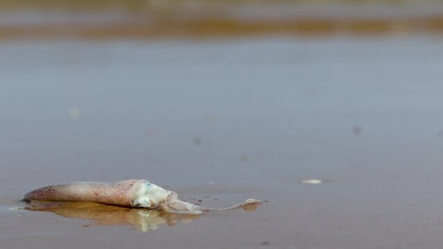squid fish stranded on the beach