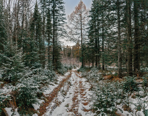 Beautiful conifer forest with bright orange leaves with snow in late autumn or early winter.