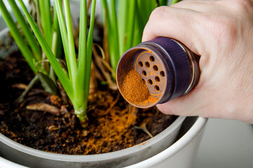 Using powdered cinnamon on house plant as fungicide which has antifungal properties and pest...