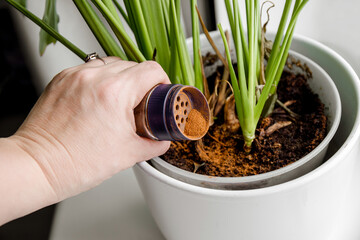 Using powdered cinnamon on house plant as fungicide which has antifungal properties and pest...