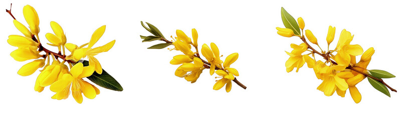 Fototapeta na wymiar Three sequential images of vibrant yellow forsythia flowers in bloom against a transparent background