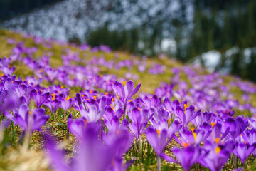Blossoming purple crocuses or saffron flowers in the mountain valley, famous Polana Chocholowska in the High Tatras, Poland. Scenic spring landscape, natural outdoor travel background