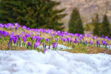 Blossoming purple crocuses or saffron flowers in the mountain valley, famous Polana Chocholowska in the High Tatras, Poland. Scenic spring landscape, natural outdoor travel background