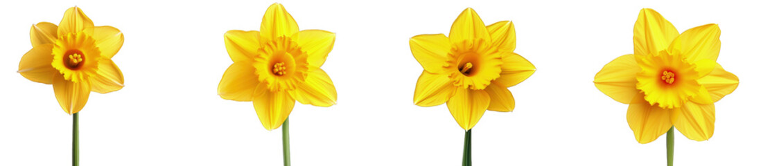 Four vibrant yellow daffodils isolated on a transparent background, with a focus on their detailed petals and central corona