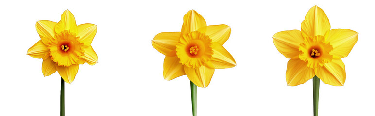 Three vibrant yellow daffodils isolated on a transparent background, symbolizing spring and renewal