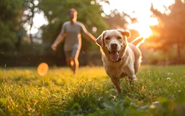  Golden retriever dog running in the park with young man in the background © lublubachka