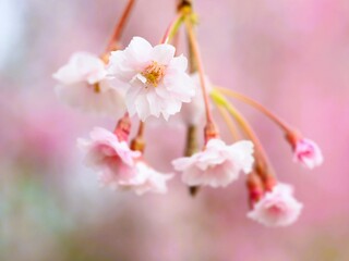 春の花　桜　枝垂れ桜