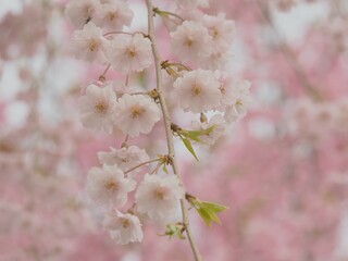 春の花　桜　枝垂れ桜