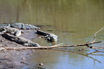 attention crocodiles dans les marais