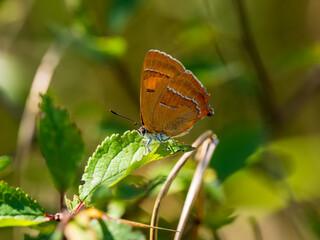 Fototapeta na wymiar Brown Hairstreak Butterfly Resting on a Leaf