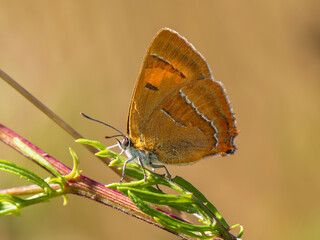 Obraz na płótnie Canvas Brown Hairstreak Butterfly Resting on a Leaf