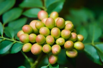 Curry tree A type of tree from India and Sri Lanka (Kaloupilé, Curry tree, nomenclature Murraya koenigii (L.) Sprengel), belonging to the nine incense family (Rutaceae).