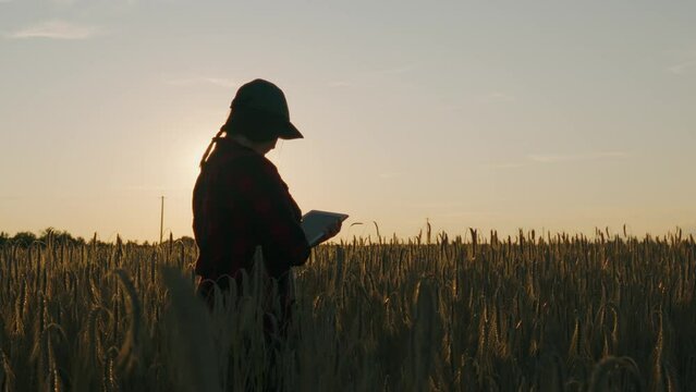 Female agronomist with a tablet checking spikelets while standing in a field