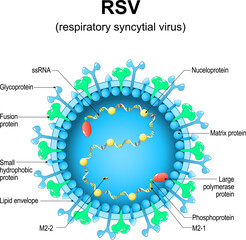 Respiratory syncytial virus. RSV structure. Close-up of a orthopneumovirus.