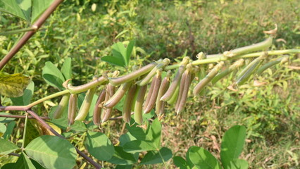 Chipilin plant pod.  Its Other names Crotalaria longirostrata, include chepil and long beak rattlebox.