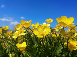 Vibrant Yellow Buttercup Flowers Against Blue Sky