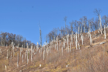 Fototapeta na wymiar Bare Trees on a Hillside in Early Spring