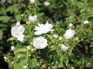 Fototapeta premium Cluster of Common Mock-orange blooms, Devon England