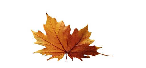 autumn leaf isolated on transparent background