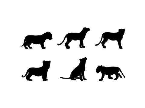Set of Baby Lion Silhouette in various poses isolated on white background