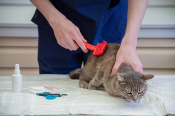 a young male veterinarian examines a street grey kitten at a volunteer station for free cat aid,...