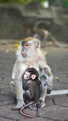 Baby monkey with its mom on the ground