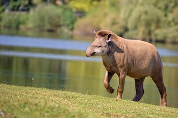 Tapir in a clearing
