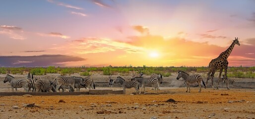 Herd of Burchell Zebra with a lone giraffe and oryx at a waterhole with a natural bnush background - Etosha National Park - obrazy, fototapety, plakaty