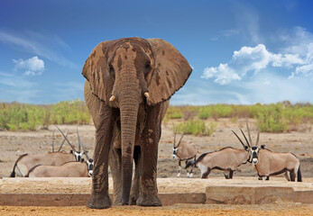 A lone Elephant standing infront of a waterhole with Gemsbok Oryx in the background